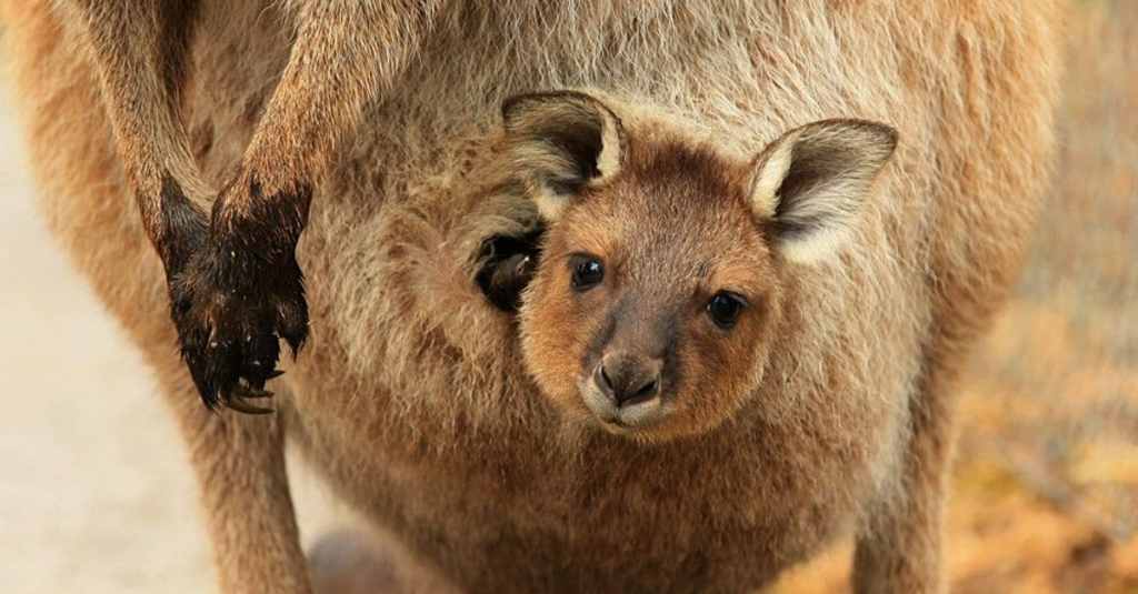 bébé kangourou dans sa poche