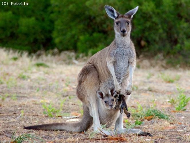 kangourou femelle et son petit