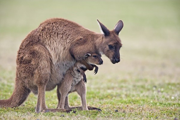 kangourou femelle et son petit
