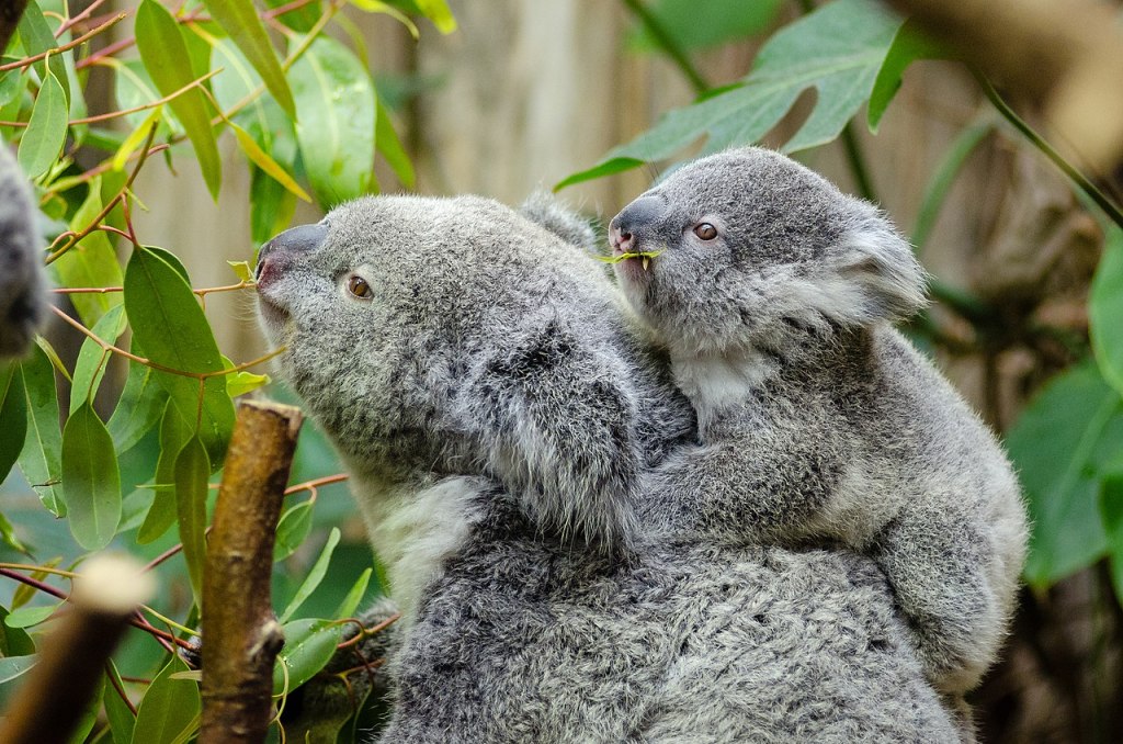 koala femelle et son petit